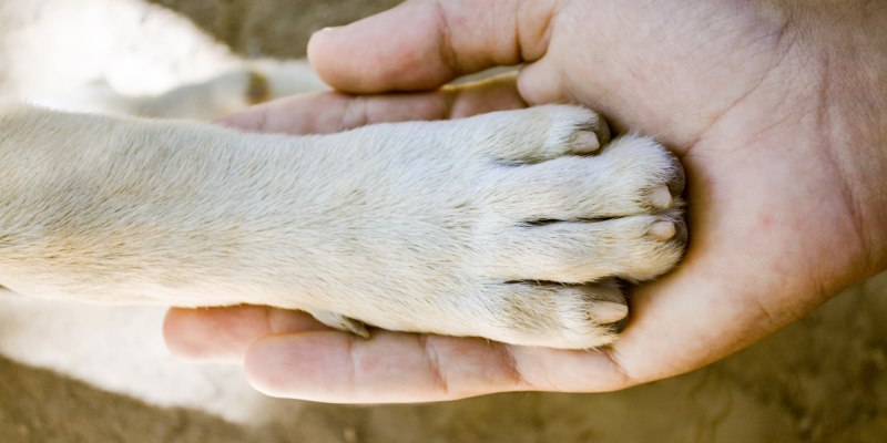 A dogs paw in the palm of a human hand