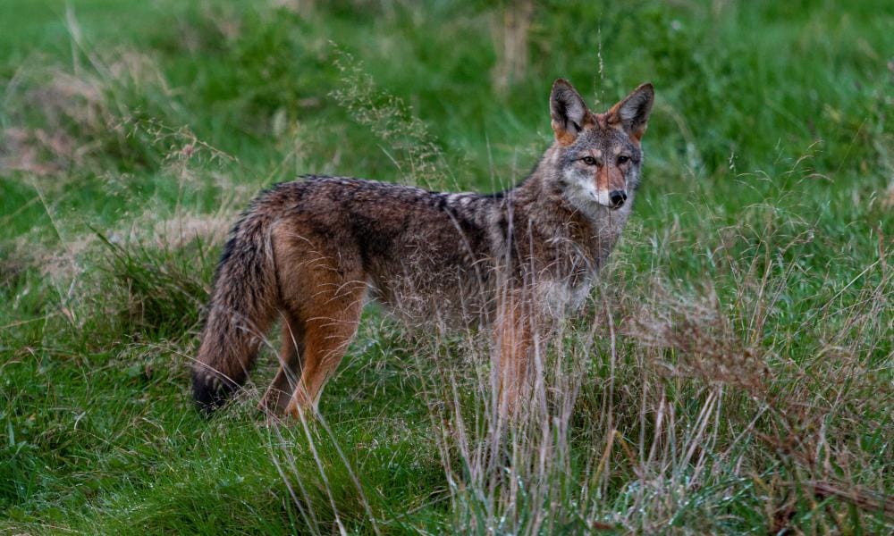 image of a coyote